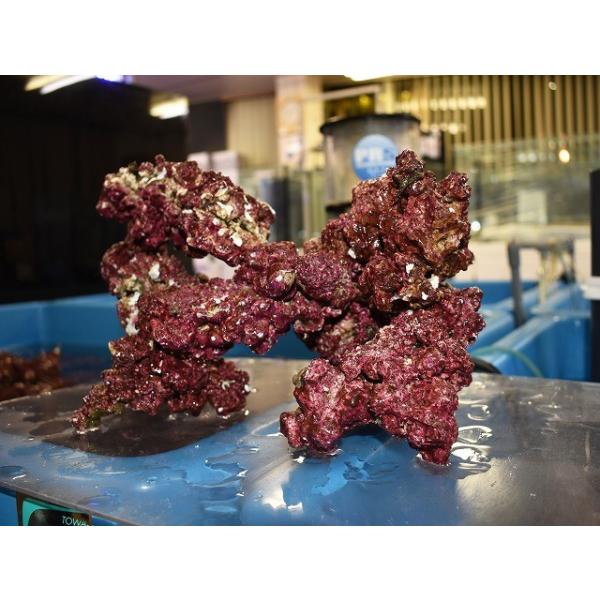 リアルリーフロック Realleafrock Block 1kg リアルリーフロック ブロック 1キログラム Rlr 生麦海水魚ヤフー店 通販 Yahoo ショッピング