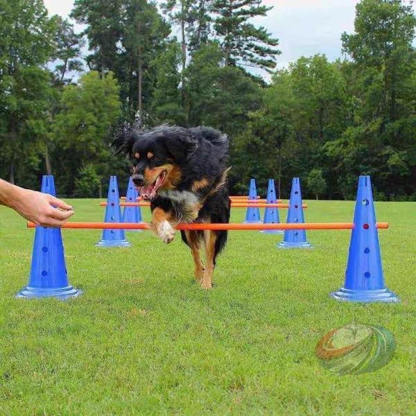 ドッグアジリティ トレーニング コーン ポール セット アジリティー ジャンプバー 晟恒中馳 ハードル 犬用 ドッグ 障害物 競技 競争 練習 ジャンプ