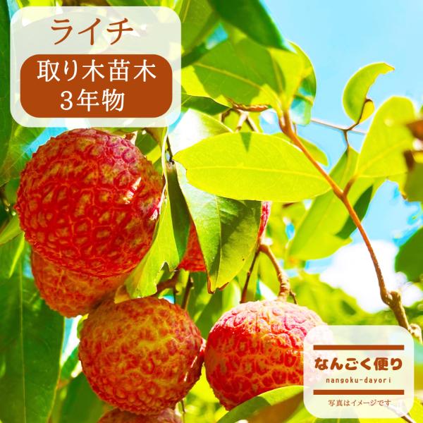 ライチ 苗木(チャカパット)3年もの(取り木苗木)苗 : なん ライチ 苗木(チャカパット)3年もの(取り木苗木)苗 : なん