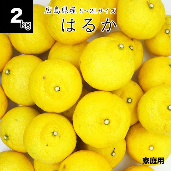 4月14日販売終了】健ちゃんファームの はるか 2kg サイズS〜2L 家庭用