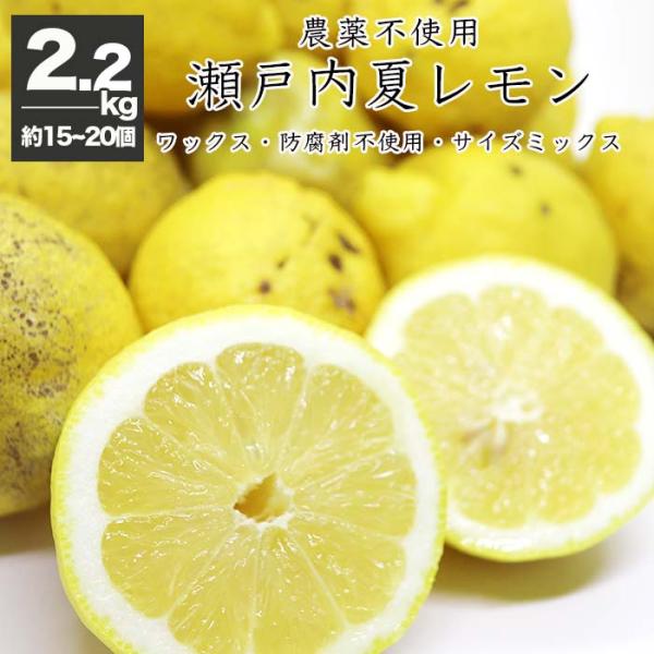 農薬不使用 レモン 健ちゃんファームの瀬戸内産 夏レモン 広島県 農薬不使用 レモン 健ちゃんファームの瀬戸内産 夏レモン 広島県