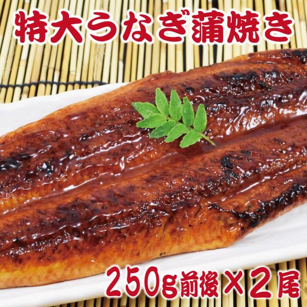 250g前後　特大うなぎ蒲焼き2尾セット (1尾あたり約250g前後) 訳あり 特製たれ & 山椒付 訳あり
