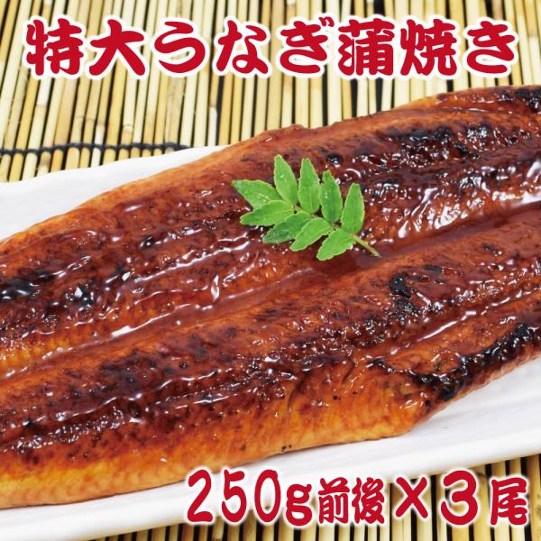 250g前後　特大うなぎ蒲焼き3尾セット (1尾あたり約250前後) 訳あり 特製たれ & 山椒付 訳あり