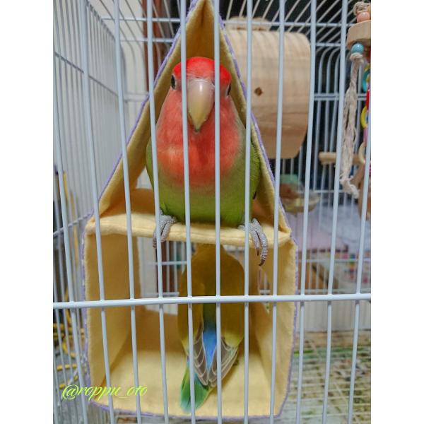 バードテント バードベッド インコテント 寝床 キンカ鳥、文鳥、十姉妹