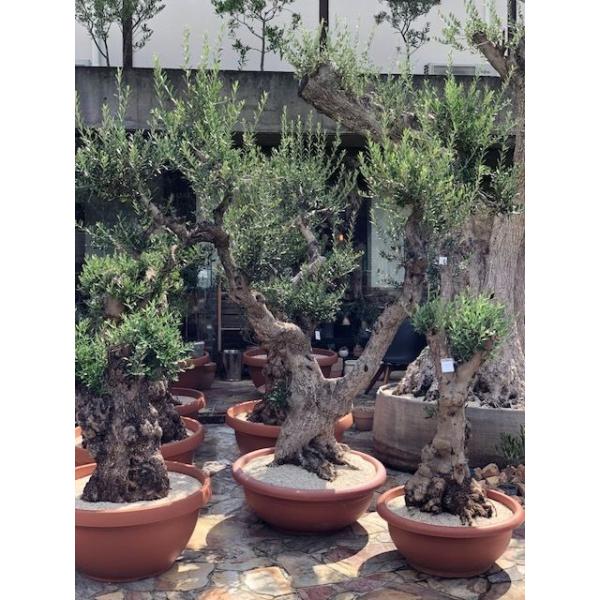 Import Old Olive No 2 Acebuche オリーブ古木 Buyee Buyee Japanese Proxy Service Buy From Japan Bot Online