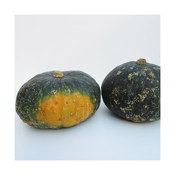 有機栽培かぼちゃは、果皮は濃緑地に美しい淡緑色のちらし斑が入り、外観が新鮮で、果肉は濃黄色で厚く、肉質は粘質がかった粉質で食味良好です。商品内容:有機栽培訳ありかぼちゃ内容量:10kg(5〜8玉位)※多少のキズがありますが、中身はきれいです...