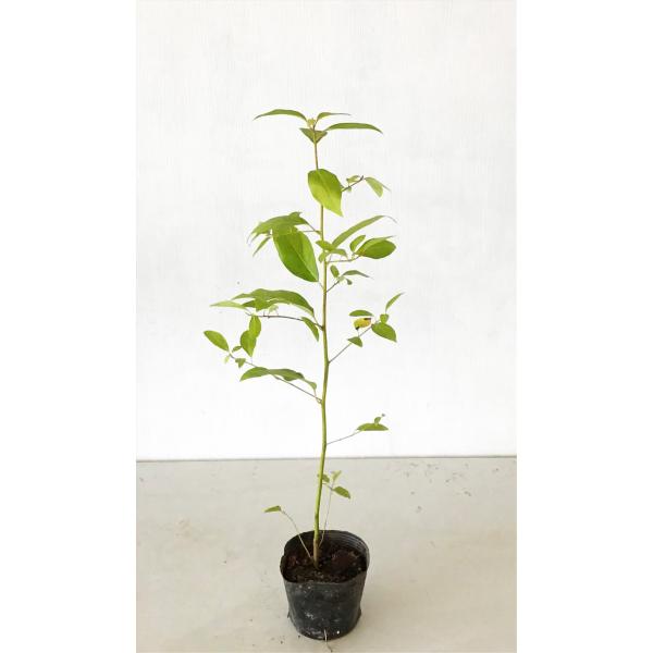 北海道、沖縄、離島は送料が必要です。