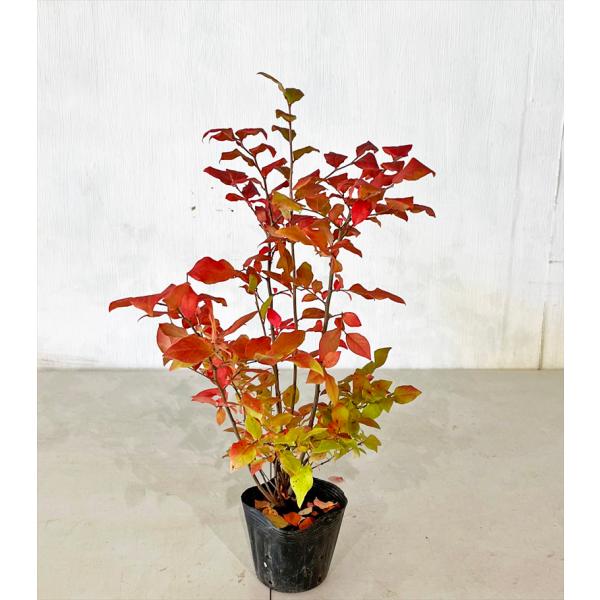 良品。トキワマンサク1.7M(鉢底から)品番A 良品。トキワマンサク1.7M