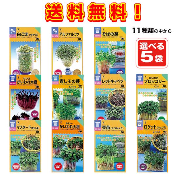 あや様1/31まで取り置き(スプラウト) Amazon | ブロッコリースプラウト（種）40ml 3袋セット | 野菜