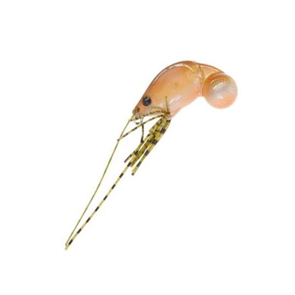 ジャクソン ちぬコロリ 10g SE シバエビ :2796045:ナチュラム 店 通販 ジャクソン チヌコロリ 10g KE クルマエビ