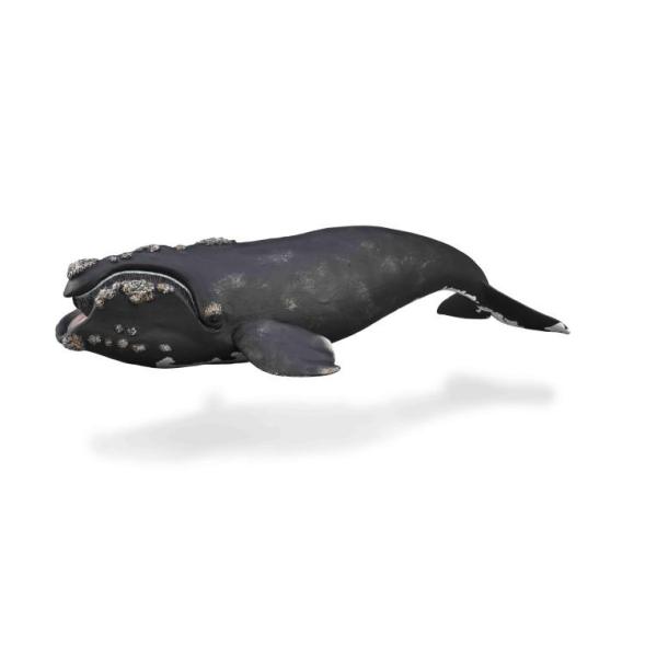 コレクタ CollectA セミクジラ 鯨 フィギュア 88740 : サファリ