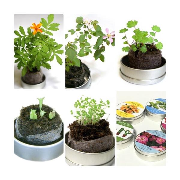 [ワイルドストロベリー]　ハーブ＆ベジ　ミニ　栽培セット種と説明書・土が入ってます。土は圧縮乾燥されてますので水分で膨らませて種を蒔くだけです。缶の中で栽培を楽しめますので場所も取らず簡単です。プチギフトにも最適です。母の日のプレゼントにも...