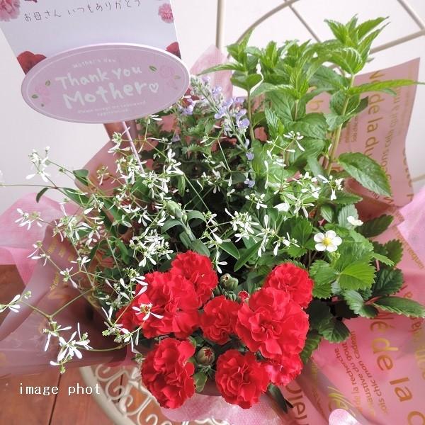 お誕生日 お祝い ハーブ3株と初夏の花苗2株 おまかせ 人気 アレンジ 寄せ鉢 ギフト 鉢花 寄せ植え プレゼント ガーデニング Buyee 日本代购平台 产品购物网站大全 Buyee一站式代购 Bot Online
