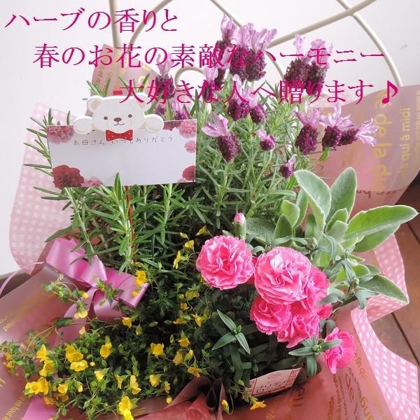お誕生日 お祝い ハーブ3株と初夏の花苗2株 おまかせ 人気 アレンジ 寄せ鉢 ギフト 鉢花 寄せ植え プレゼント ガーデニング Buyee 日本代购平台 产品购物网站大全 Buyee一站式代购 Bot Online