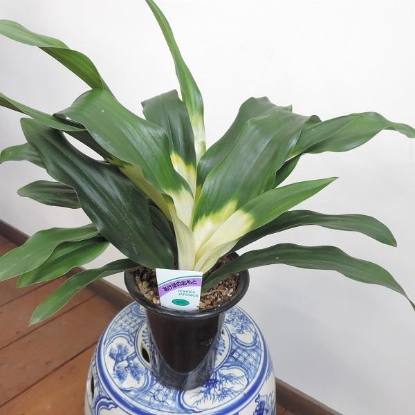 父の日 万年青 品種おまかせ 4号鉢植え 山野草 鉢花 和風庭園 ラッピング無料 引っ越し 新築 開店祝い ギフト プレゼント Buyee Buyee Japanese Proxy Service Buy From Japan Bot Online