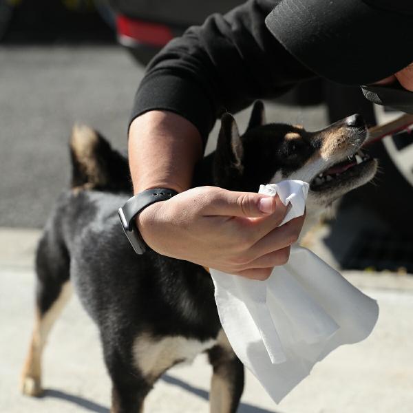 倍々+5倍！最大ポイント26倍！本日限定！【ハッピーデイズ HappyDays お出かけ用除菌ウェットタオル お出かけに便利な個包装の厚型大判ウェットタオル。丈夫な不織布素材で破れにくく、一枚でしっかりふけます。ペットの身体の汚れ落としや、...