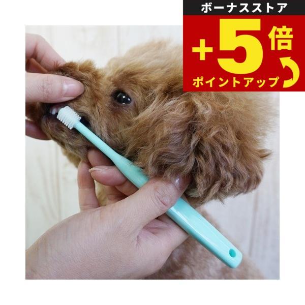 倍々+5倍！最大ポイント26倍！本日限定！シグワン 子犬用歯ブラシ