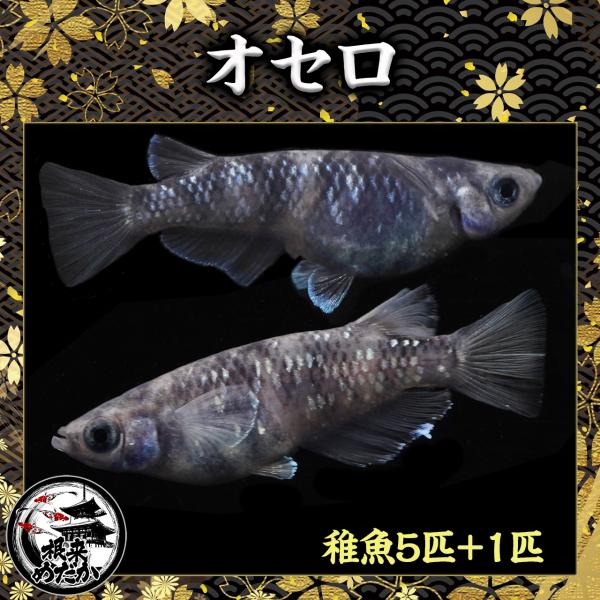 目玉商品【5匹＋補償1匹】オセロ 夢中めだか様直系 : 根来めだか 