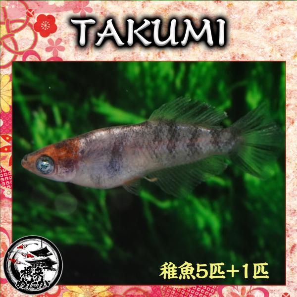 5匹＋補償1匹】TAKUMI 夢中めだか様直系 数量限定 最新品種 : 根来 