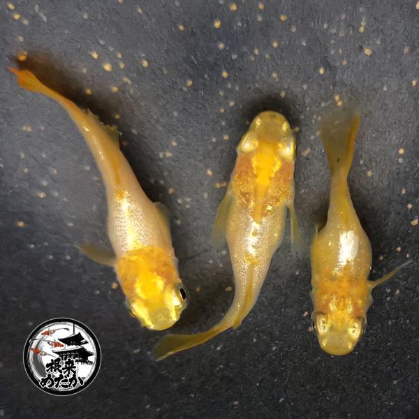 negoro-medaka_70763941