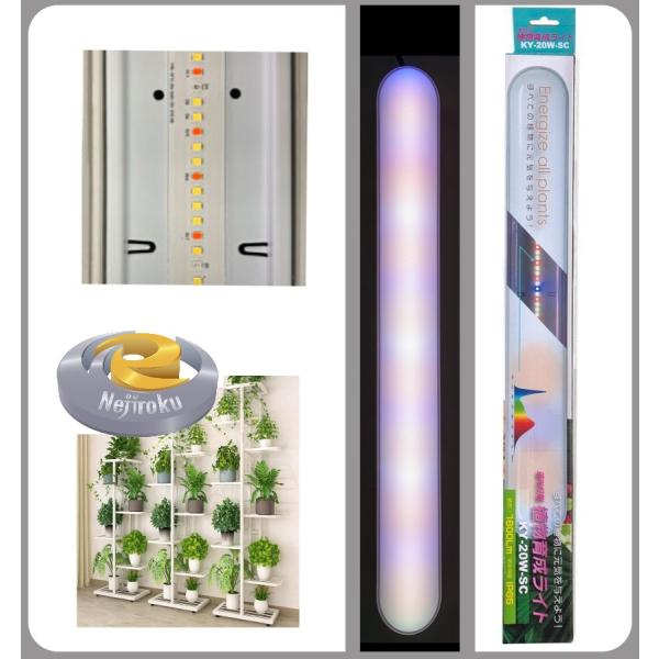植物育成ライト ky 20w sc・観葉植物を買ってきても直ぐに枯らしてしまう。部屋に太陽光が差し込まないので植物が育たない。綺麗な花を育ててみたいが自信がない。などです。観葉植物や蘭などは熱帯産ののものが多く太陽光を十分当てないと育たない...