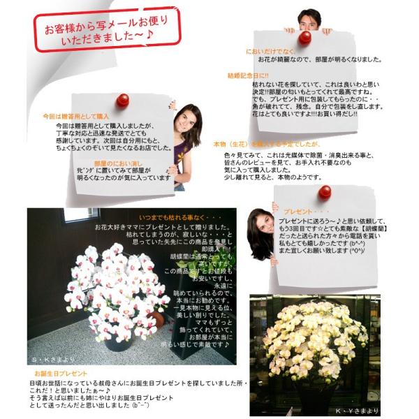 一つだけの花 オリジナルロゴ入り 光触媒胡蝶蘭 5本立ち お祝いや誕生日 販促などあなただけのオリジナル鉢でお届けします Marktkorb De