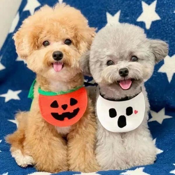 超可愛い! ハロウィン スタイ 簡単犬服 ドッグウェア インスタ 着ぐるみ 秋冬用 コスプレ 仮装 コスチューム【a102】【送料無料】
