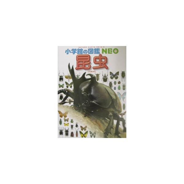 昆虫／小池啓一