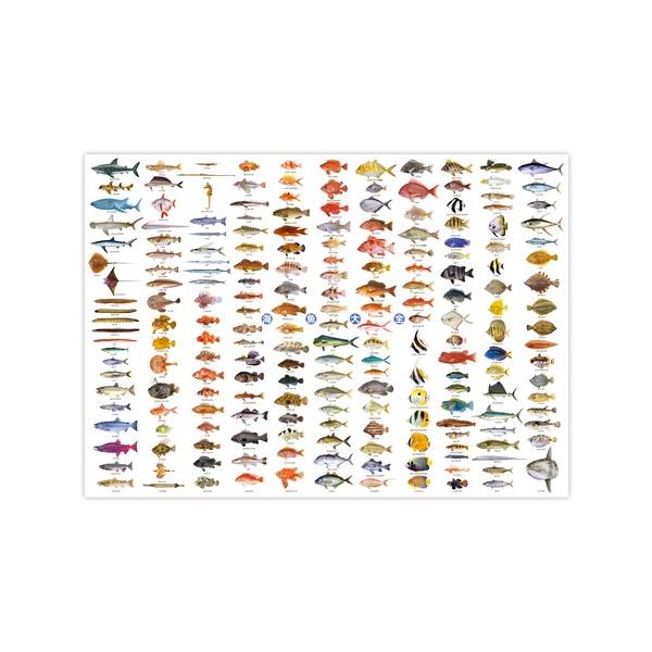 お風呂に貼れる 迫力の特大ポスター 海魚大全 ポスター ( H594×W841mm ) A1サイズ 魚 さかな サカナ 水族館 インテリア