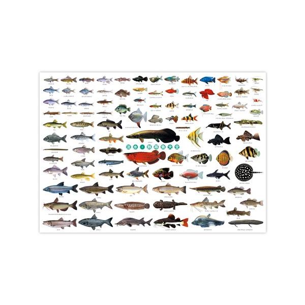 お風呂に貼れる 迫力の特大ポスター 淡水・熱帯魚大全 ポスター ( H594×W841mm ) A1サイズ さかな サカナ 魚 淡水魚 熱帯魚 水族館