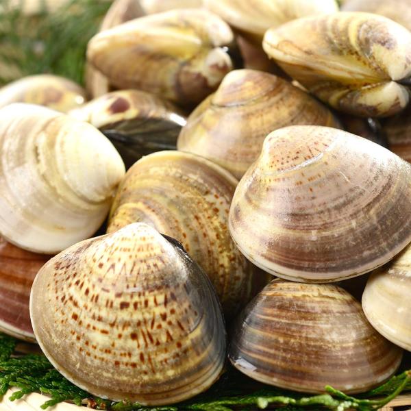 はまぐりと塩の黄金セット 便利 な 砂抜き処理済み商品名：砂抜き処理済み 殻付きはまぐり容　量：500g原産地：中国産配送方法：クール便※北海道・沖縄・離島へのお届けの場合は別途送料1000円頂戴いたします。・お召し上がり方・ボイル加工を一...