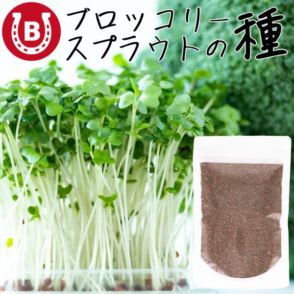ブロッコリースプラウト スルフォラファン含有 有機栽培 国産 種原材料：ブロッコリースプラウトの種子品　種：カラブリーゼ種内容量：300ml原産国：アメリカ発送方法：ネコポス便※3袋以上になるとネコポス便2個口でお送りします【商品説明】日本...
