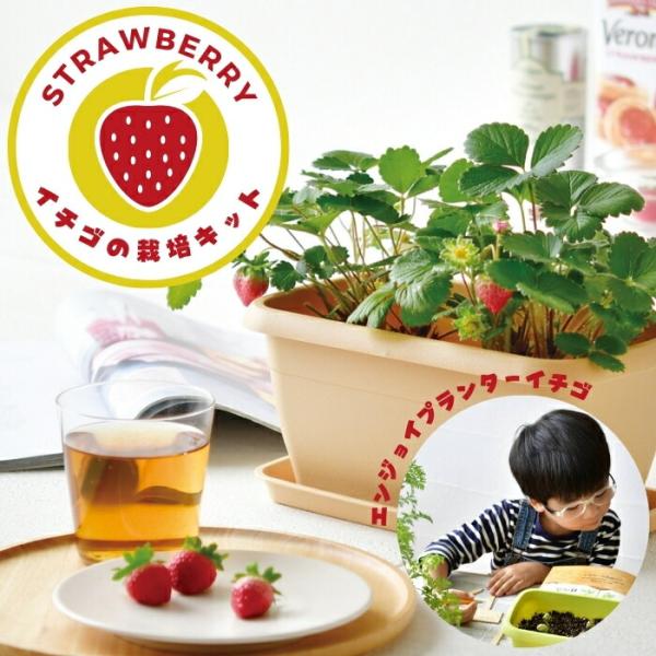 echidna fruit pot エアープランツ　プランター　苺 echidna fruit pot エアープランツ プランター 苺