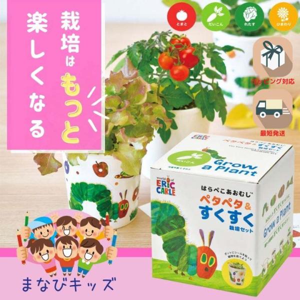 栽培キット 野菜 室内 大根 レタス トマト ヒマワリ 子供 家庭菜園 初心者向け 栽培セット おうち時間 食育 はらぺこあおむしペタペタ＆すくすく