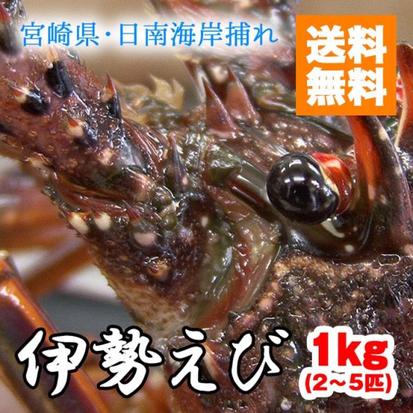 9{甭@ɐCV CZGr 1kg Ԍ@C݂Őg