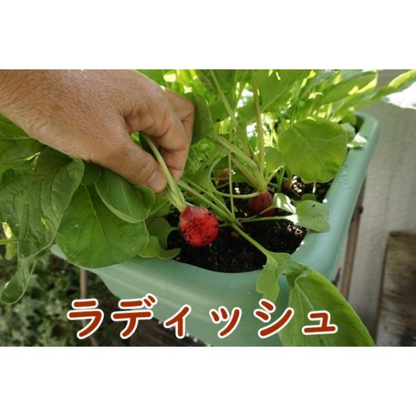 野菜 栽培セット 選べる2個セット 栽培キット 野菜 家庭菜園 ベランダ菜園 家庭菜園キット 家庭菜園セット 送料込 Buyee Buyee 提供一站式最全面最专业现地yahoo Japan拍卖代bid代拍代购服务 Bot Online