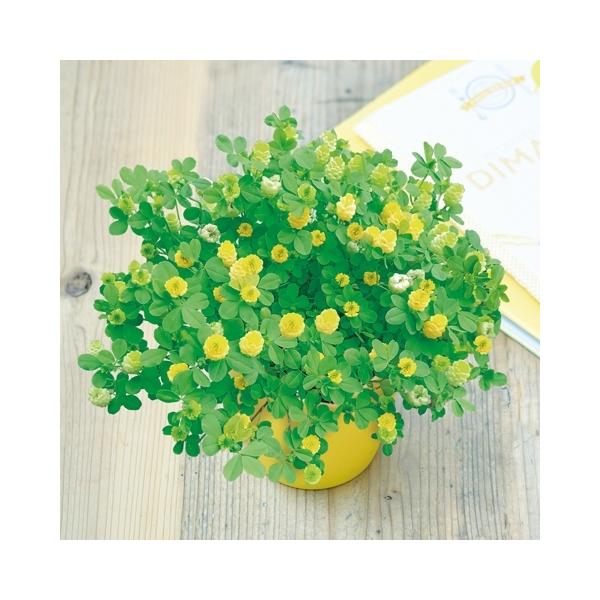 黄色 花 種の人気商品 通販 価格比較 価格 Com