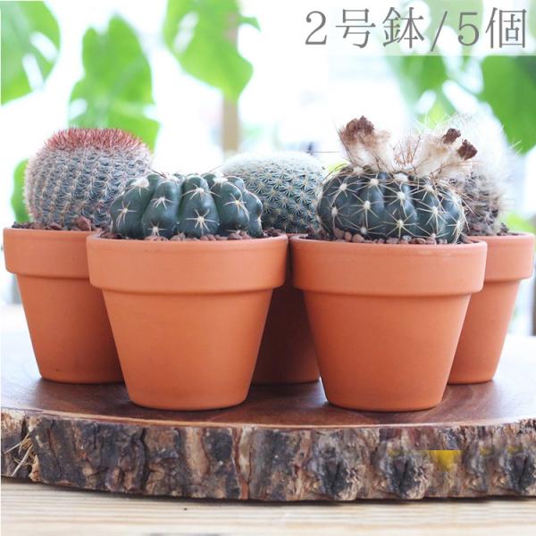 観葉植物 サボテン 2号の人気商品 通販 価格比較 価格 Com