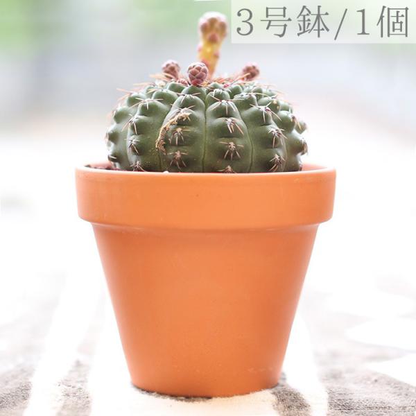 観葉植物 3号 サボテン 農業資材 ガーデニング用品の人気商品 通販 価格比較 価格 Com