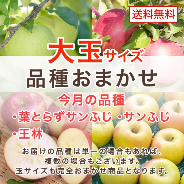 レビューで500円 大玉 品種おまかせ 青森県産 りんご 訳あり 家庭用 産地直送 送料無料 10kg 5kg 3kg