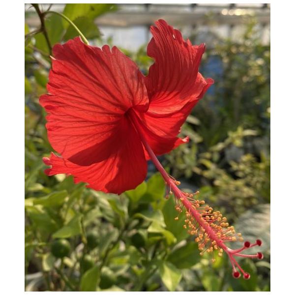 ハイビスカス　レッドバタフライHibiscus Red butterfly花弁が外側に反り返るバタフライタイプの赤花品種です。アオイ科フヨウ属　非耐寒性常緑低木３寸ポット植え　樹高10〜20センチ程度