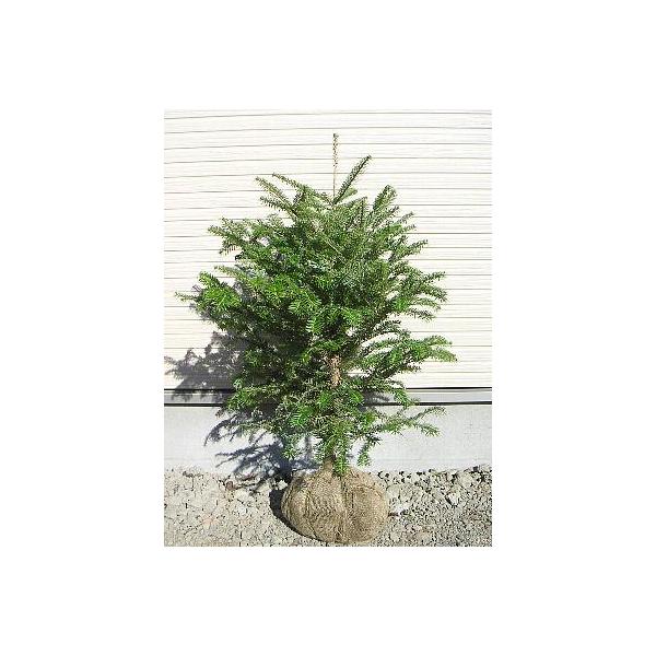 11月中旬頃発送・同梱不可】 モミの木（根巻き苗） 樹高50〜70cm内外