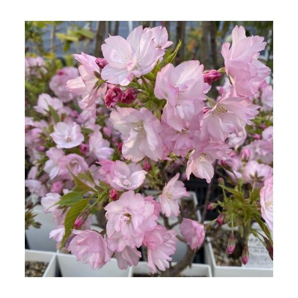 小盆栽　一才桜　旭山桜（旭日山桜）　テーブル桜　５寸スクエア鉢植え開花時期：3月〜4月頃お送りする商品の樹形等は個体差がありますのでご了承願います。