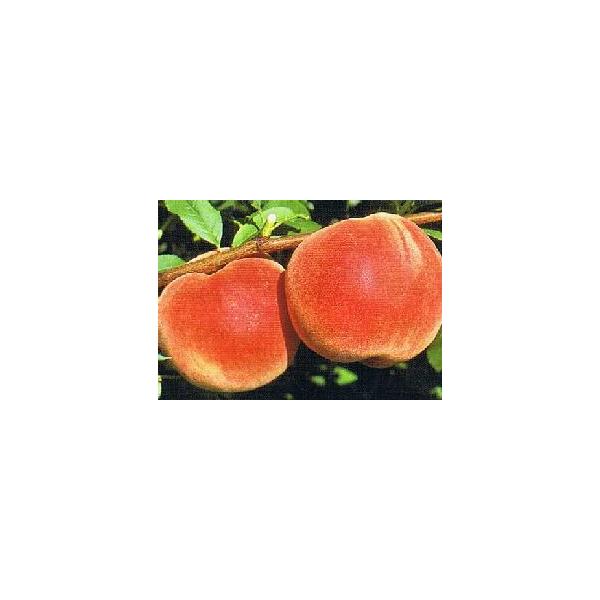 桃　果樹苗　苗木　桃の木あかつき　アカツキ規格：4〜5号ポット植え接ぎ木1年生苗、樹高：60〜80センチ程度「あかつき」は、白桃と白鳳を交配し育成した品種です。果実の大きさは300〜350グラム程度、樹勢が強く、花芽の着生は多く沢山実がなります。