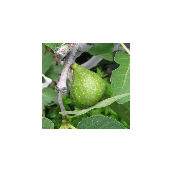 イチジク苗 いちじくの木 大株 ザ・キング （イチジク）夏果キング