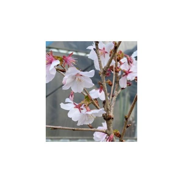 桜　苗木　三波川冬桜規格：4寸ポット植え、接ぎ木1〜2年生苗、樹高：50〜80センチ程度三波川冬桜（サンバガワフユザクラ）は、エドヒガンザクラ系サクラで、花は淡紅色の一重咲き。春と秋に開花する二季咲き品種です。　秋の紅葉とのコントラストは見...