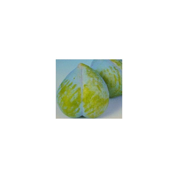 スモモ 苗木 ケルシージャパン（プラム）：果樹苗