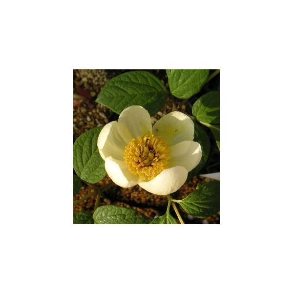 山芍薬、やましゃくやく(ヤマシャクヤク）ボタン科ボタン属10ｃｍポット入り、開花期４月頃管理のポイント春の葉がある間は半日陰〜日当たりで、夏は日陰で風通しの良い場所で管理してください。肥料は春と秋に月2回程度、油粕の固形肥料を与えます。