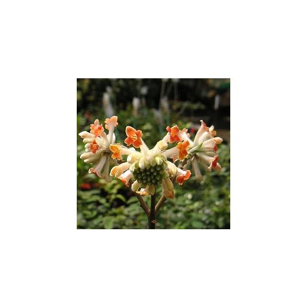 赤花ミツマタ　4寸ポット　接木　樹高20〜40センチ程度　本品種は、接ぎ木苗のため、とても丈夫です。三又（ミツマタ）は、中国原産の耐寒性落葉樹で、枝が必ず三つに別れることから、ミツマタと呼ばれています。また和紙の原料としても有名な樹木です。