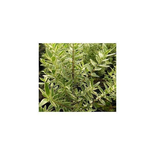 3寸ポット植え矮性ミルタス（ヒメギンバカ、姫銀梅花）は、葉の大きさが細かく矮性タイプのギンバイカで花付きが良いとされています。葉に美しい斑が入る品種です。ギンバイカ（銀梅花、ミルタス、ギンコウバイ、祝いの木）は、地中海原産の樹木で、葉は光沢...